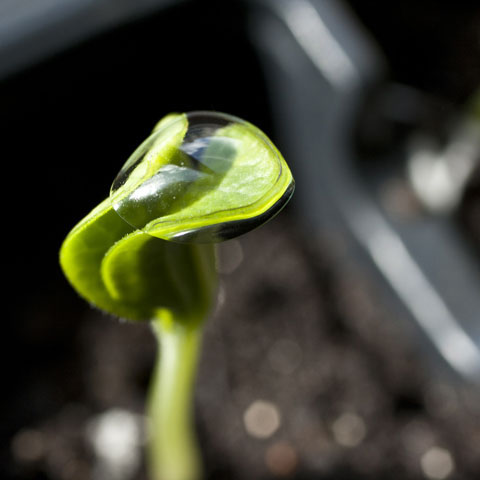 Lenticular (Spring)