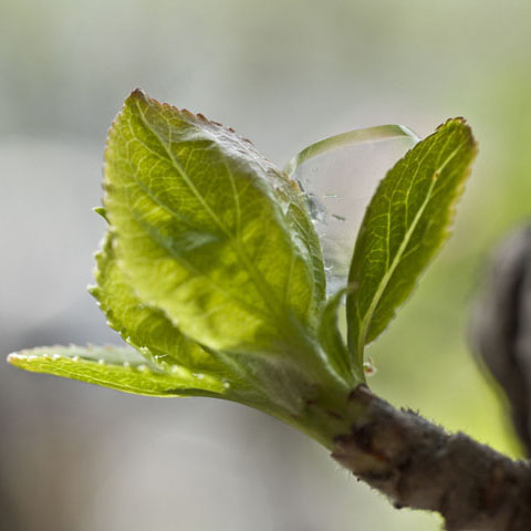 Lenticular (Spring)