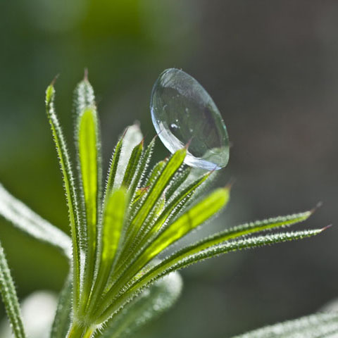 Lenticular (Spring)