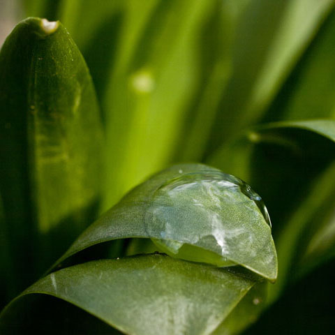 Lenticular (Spring)